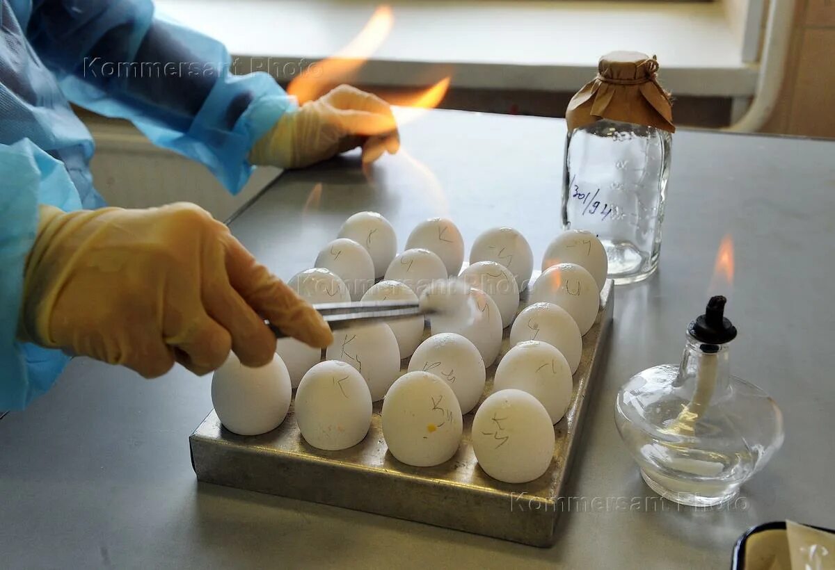 Вакцина яйца. Лабораторные исследования яиц. Экспертиза куриных яиц. ВСЭ яиц и яичных продуктов. Санитарная экспертиза яиц.
