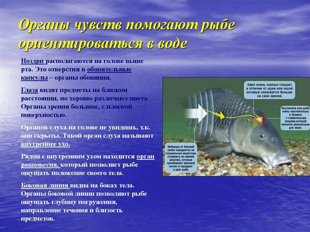 Особенности внешнего строения рыб. Внешнее описание рыбы. Внешнее строение рыб характеристика. Особенности тела рыбы. Передвижение рыб в воде