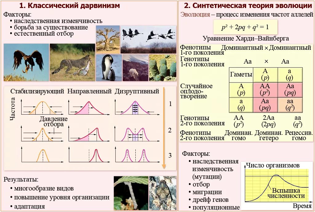 Естественный отбор таблица по биологии. Формы естественного отбора биология. Виды естественного отбора схемы. Виды естественного отбора графики. Теория естественного отбора.