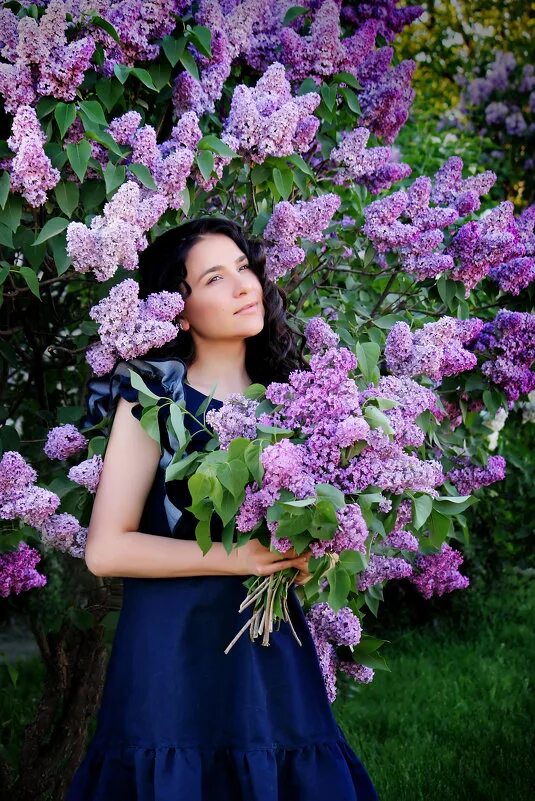 ива ломкая bullata. бересклет живая изгородь. Buxus sempervirens самшит. 9. женские кусты.