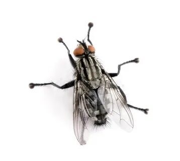 Fly but