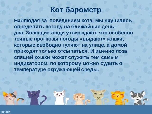 Отчет поведения кота