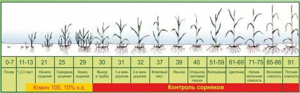 Развитие ячменя. Фазы вегетации озимой пшеницы. Стадии развития озимой пшеницы. Фазы развития Яровой пшеницы. Фазы и роста развития Яровой пшеницы в таблице.