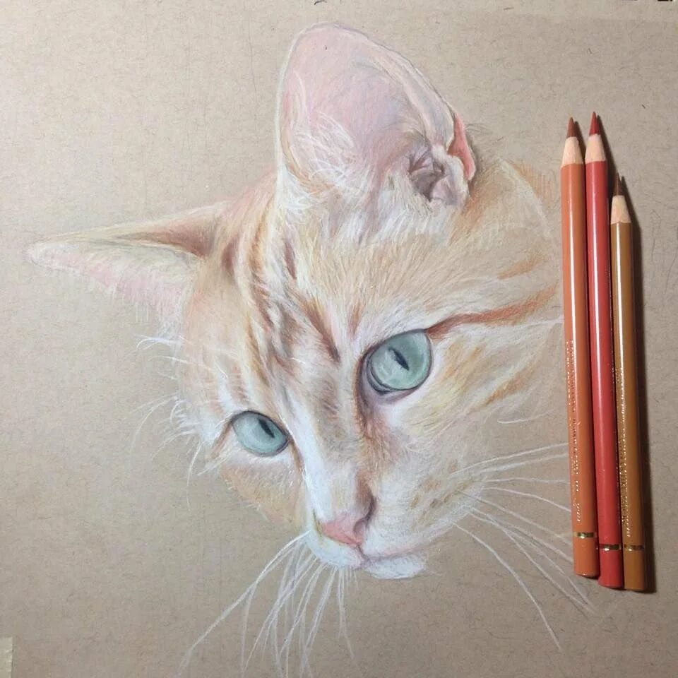 Pencil cats. Живопись цветными карандашами. Рисунки цветными карандашами. Кошка цветными карандашами. Карандаши цветные "животные".