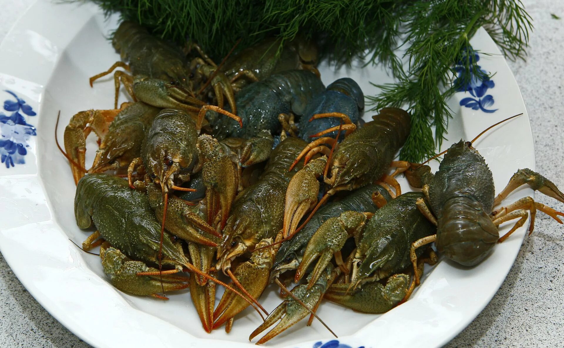 Раковая ферма. Яки раки. Яки раки. Ракообразные. Яки раки.
