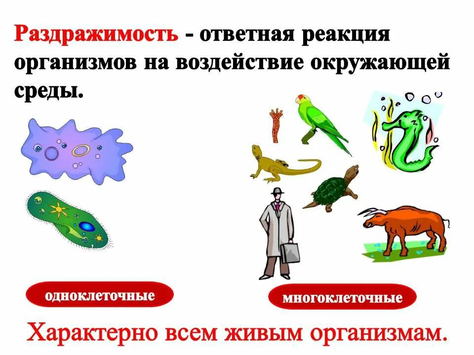 Ответная реакция организма на внешнее воздействие. Координация и регуляция живых организмов. Раздражимость свойство живых организмов. Презентация координации и регуляции. Раздражимость и регуляция у организмов.