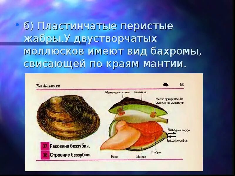 Тип моллюсков класс двустворчатые. Класс двустворчатые беззубка. органы дыхания двустворчатых моллюсков 7 класс. мантия у двустворчатых моллюсков. жабры двустворчатых моллюсков.