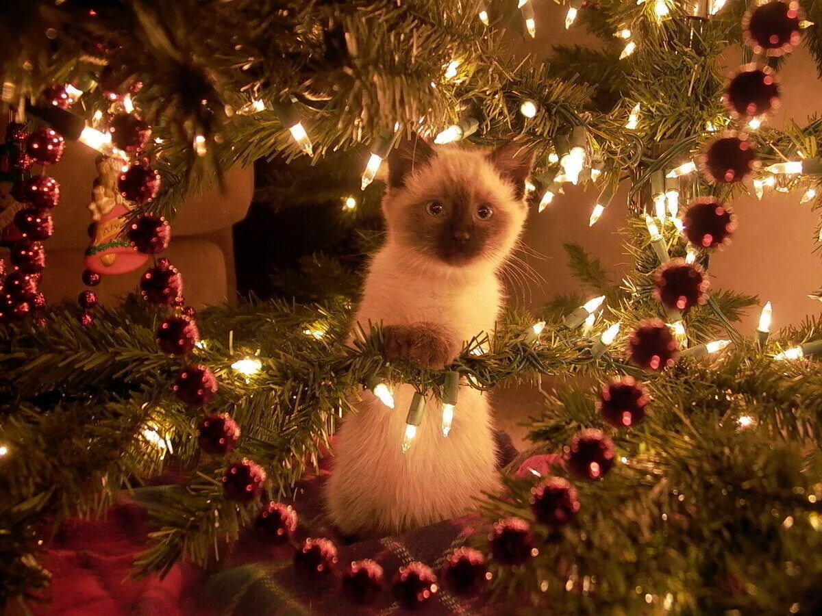 Хочется нового года. Новогодние животные. Новогодний кот. Новогоднее настроение кот. Сиамский кот и елка.