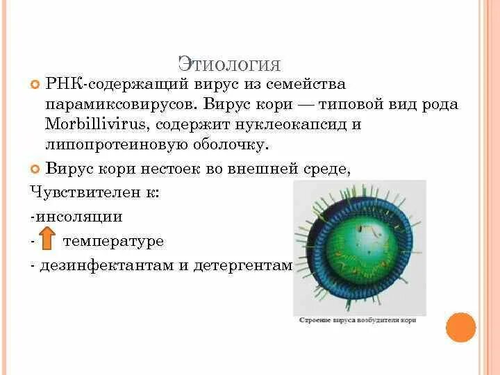 Парамиксовирусы таксономия. Вирус кори РНК. Вирус кори таксономия. Корь этиология.