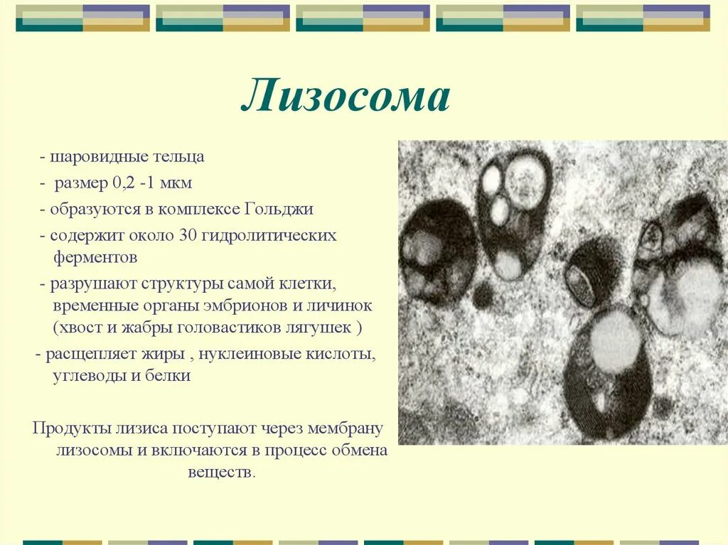 Автолиз лизосом. Лизосомы шаровидные тельца. Лизосомы строение. Разрушение лизосомы. Лизосомы класс