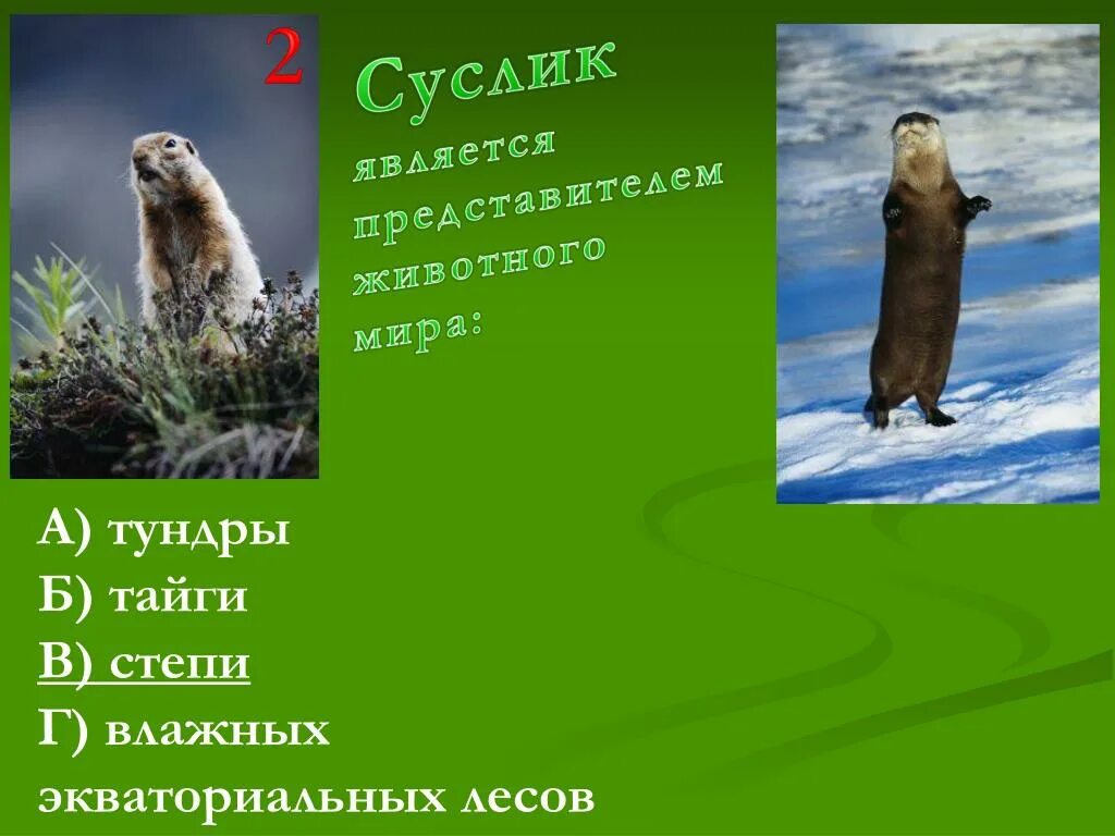 Суслик в тайге. Суслик природная зона. Суслик природная зона обитания. Суслик, обитатель природной зоны. Суслик природная зона России.