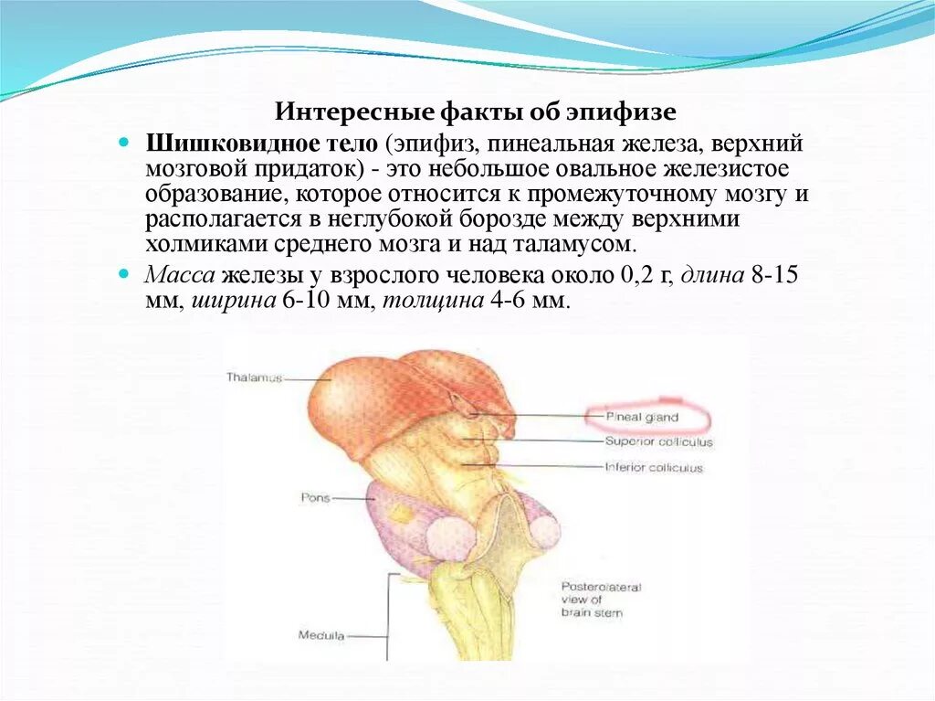 Пинеальная железа это. Строение мозга человека эпифиз. Функции отделов головного мозга эпифиз. Эпифиз железа строение. Гипофиз и эпифиз анатомия.