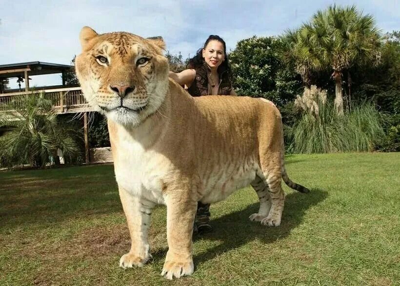 Liger uzbek tilida. Лигр гибрид Льва и тигра. Лигр Геркулес. Лигр Геркулес гибрид Льва и тигра. Лигр Геркулес самый большой кот в мире.