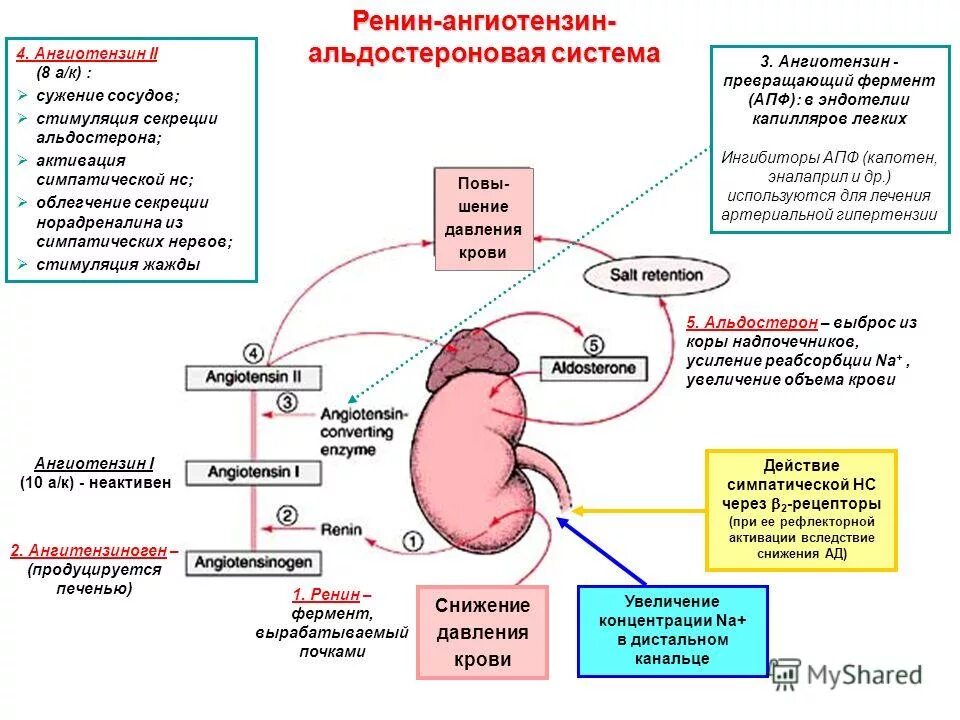 Какие органы участвуют в выведении продуктов распада