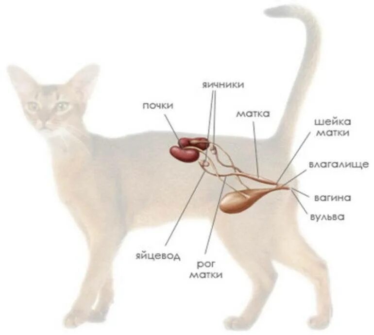 Матка и яичники кошки. Анатомия мочеполовой системы кошки. Мочеполовая система кота анатомия. Мочевыделительная система кошки анатомия.