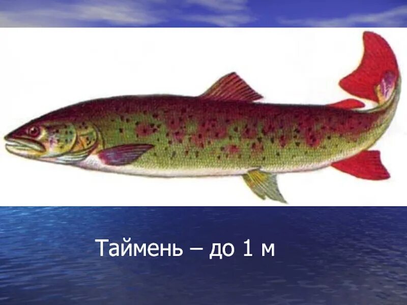 Рыбы Байкала Таймень. Таймень красная рыба. Рыба Таймень обыкновенный. Обыкновенный Таймень красная книга. Таймень красная книга