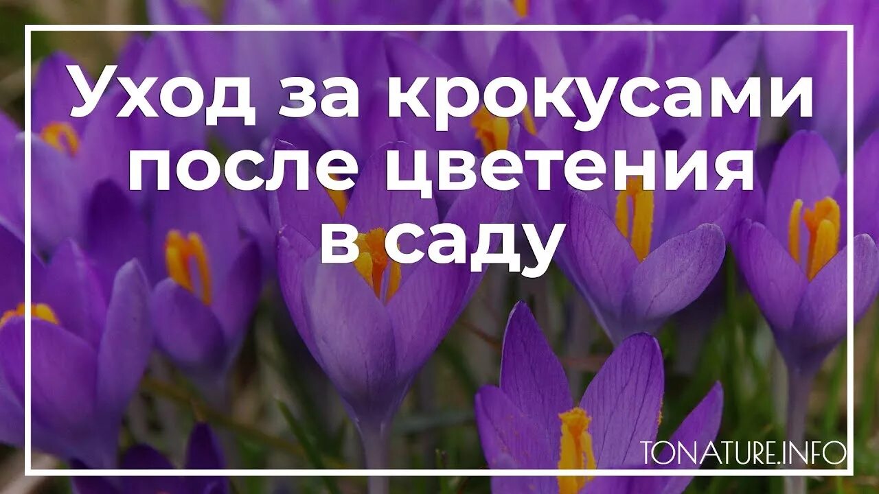 Как жить после крокуса. Крокусы после цветения. Крокусы отцвели. Как пересадить крокусы. Как пересадить крокусы в горшок.