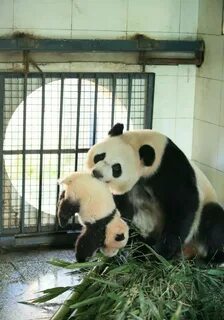 Panda 4 baby