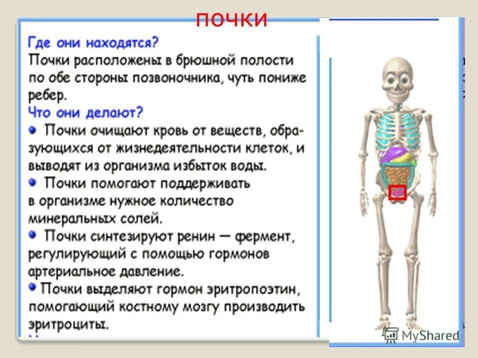 как почки удаляют из организма вредные вещества. организм удаляет ненужные вещества в том числе. куда попадут ненужные вещества. как организм удаляет ненужные ему жидкие вещества. выделительная система человека 3 класс окружающий мир.