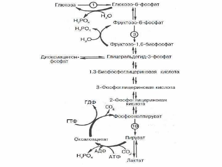 Реакции синтеза Глюкозы из аминокислот и глицерина. Схема глюконеогенеза в организме человека. Синтез Глюкозы из молочной кислоты. Схема глюконеогенеза из молочной кислоты. Синтез глюконеогенеза