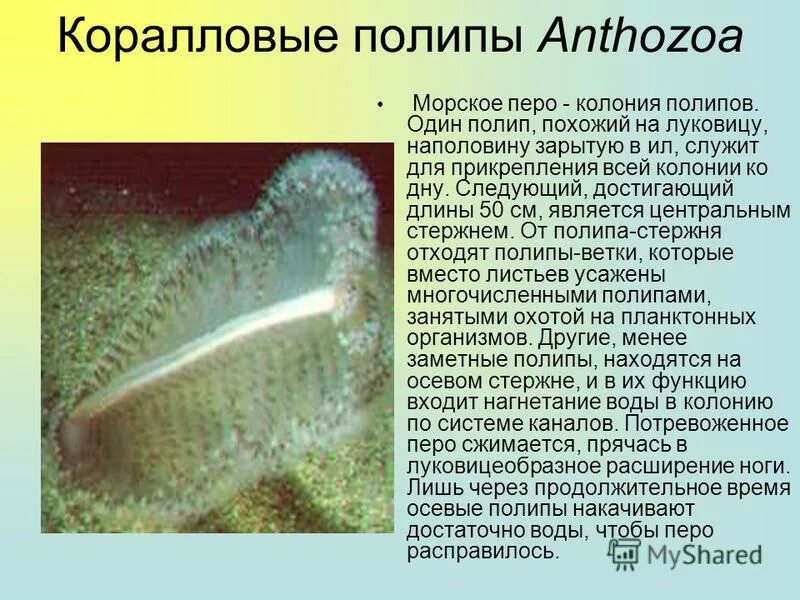 Вещи из моря покрытое полипами. Размножается почкованием кораллы. Коралловые полипы органы чувств. Коралловые полипы гермафродиты. Бентос коралловые полипы.