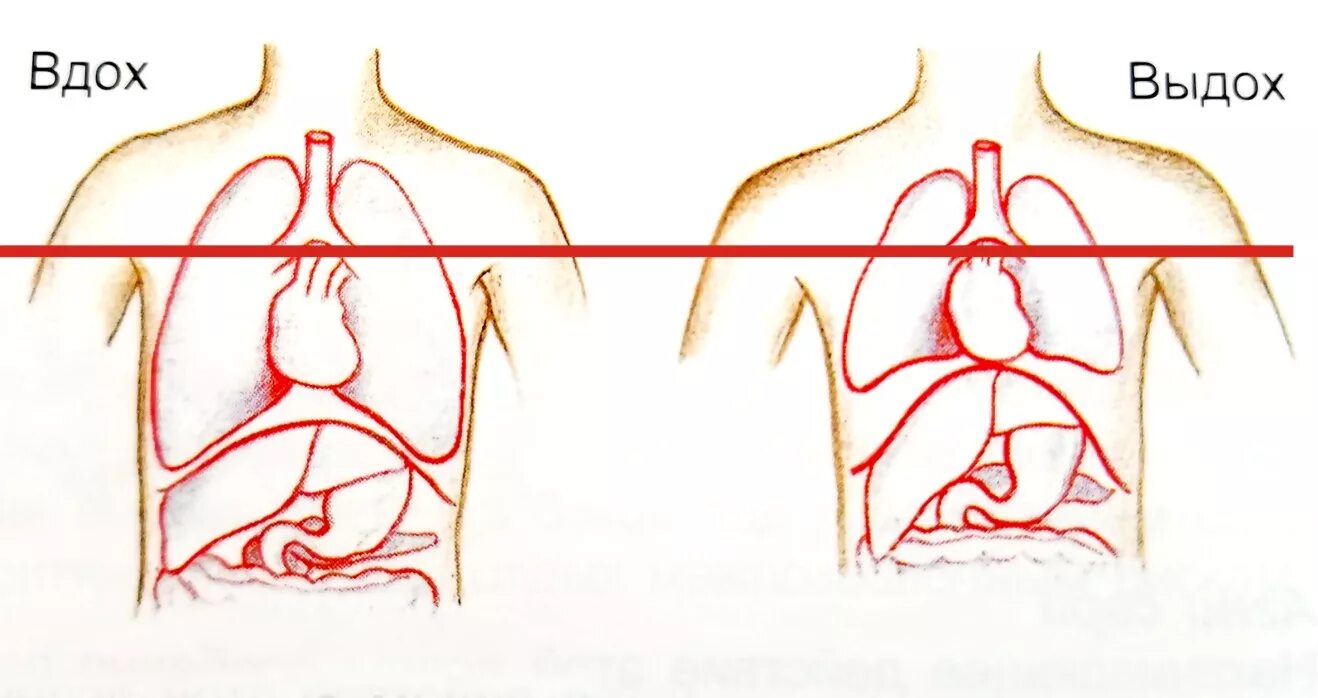 Поверхностное дыхание. Причины вдоха и выдоха. Вдох выдох. Вдох короче выдоха. Дыхание с удлиненным выдохом