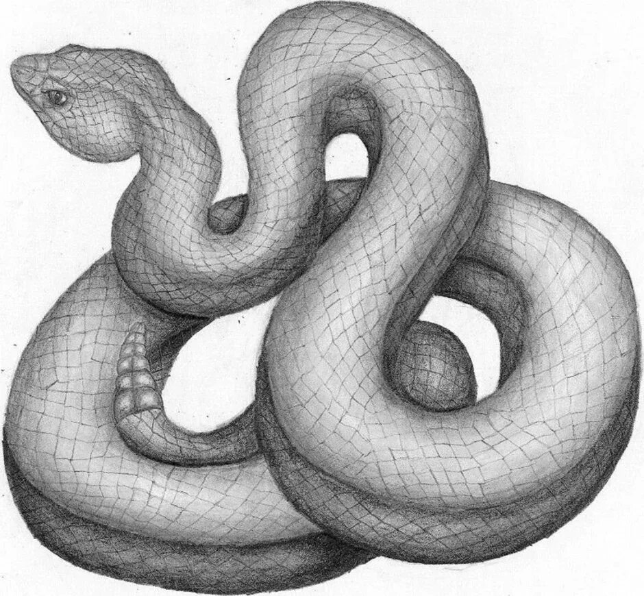 Простая змейка. Змея карандашом. Рисунки змей. Змея рисунок карандашом для срисовки. Красивые рисунки змеи карандашом.