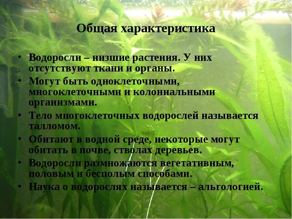 свойства низших растений. царство растений подцарство высшие семенные. отделы водорослей 5 класс биология. подцарства низшие растения систематика. свойства низших растений.
