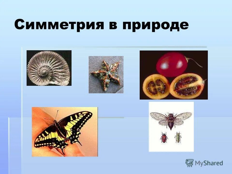 приведите примеры симметрии в искусстве