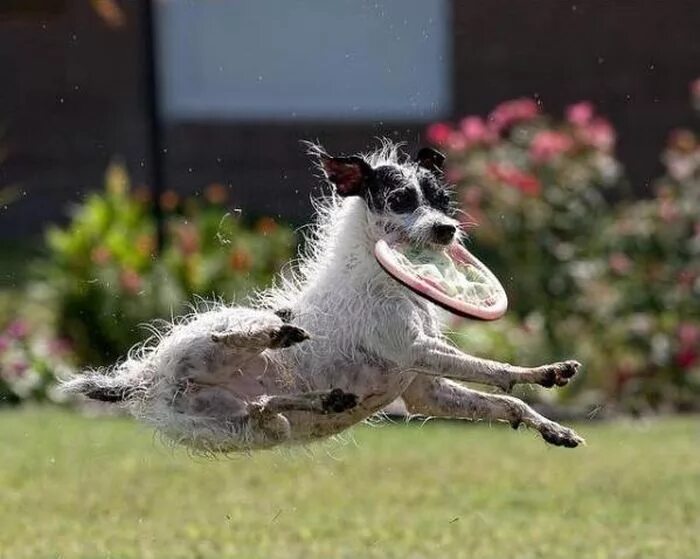Почему собаки не летают. Летающая собака. Летающий пес. Собака ловит муху. Фрисби для собак.