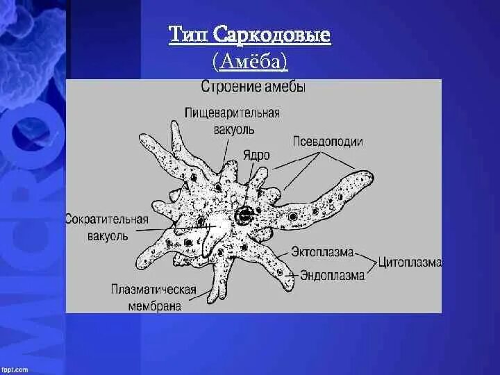 Пищеварительная вакуоль рисунок. Тип простейшие protozoa класс Саркодовые Sarcodina. Тип Саркожгутиконосцы класс Саркодовые. Строение саркодовых рисунок. Саркодовые строение клетки.