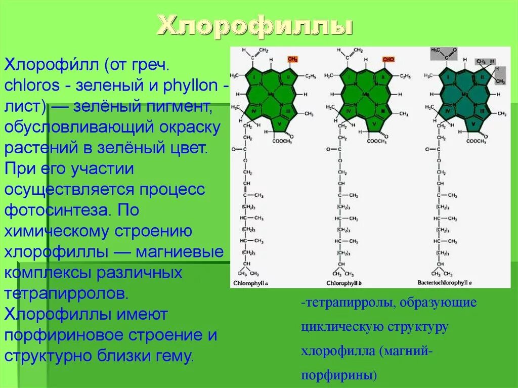 Строение пигментов. Хлорофилл c2. Е140 хлорофилл. Пигменты листа хлорофилл. Фотосинтез хлорофилл растений.