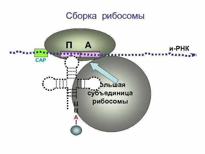 Синтез РНК на рибосомах. Сборка рибосом. Синтез белка на рибосомах. Субъединицы РНК.