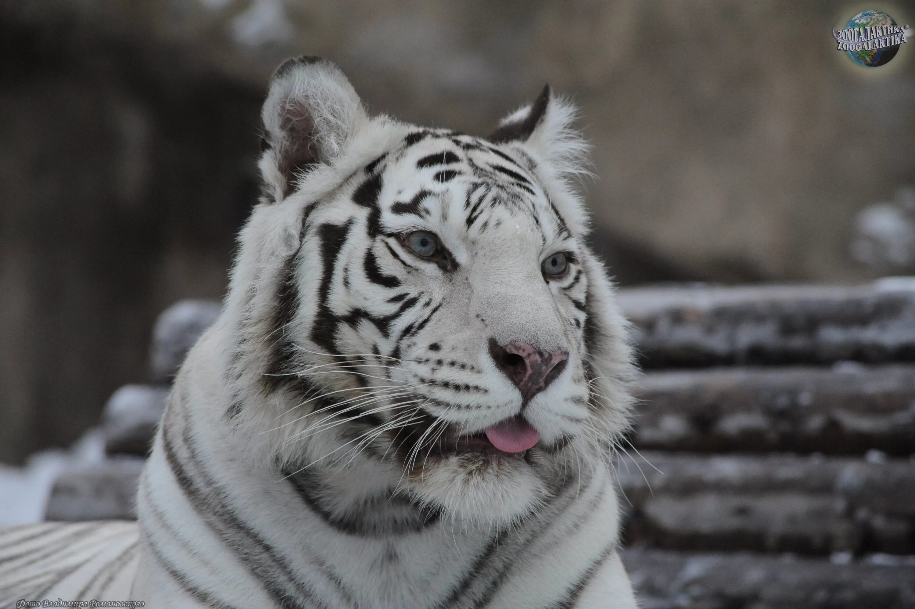 Какой тигр белый. Амурский тигр и белый тигр. Амурский тигр альбинос. Бенгальский тигр альбинос. Амурский тигр белый.