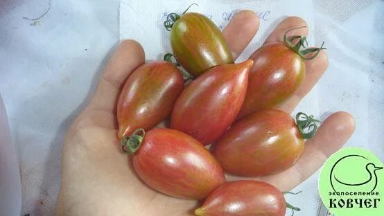 томат райская конфетка f1. томат candy sweet icicle. конфеты помидор. Candy sweet icicle (конфеты сладкие сосульки). томат сосулька.