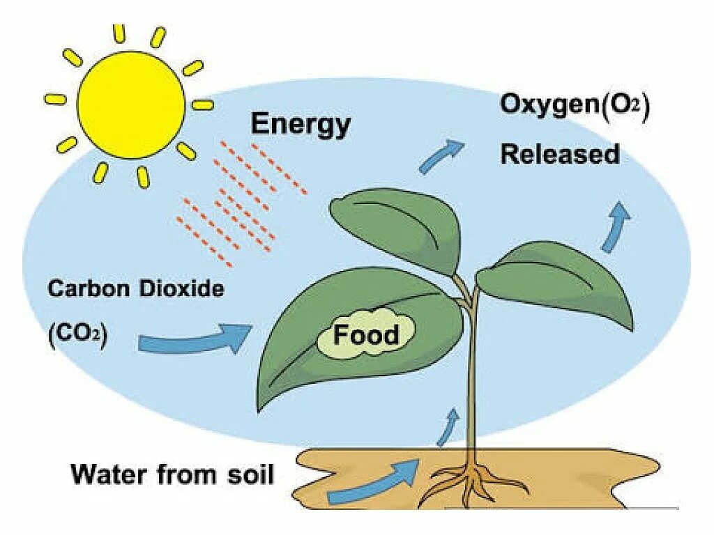 Схема фотосинтеза на английском. Схема процесса фотосинтеза. Процесс фотосинтеза у растений схема. Рисунок на тему фотосинтез. Схема процесса фотосинтеза рисунок