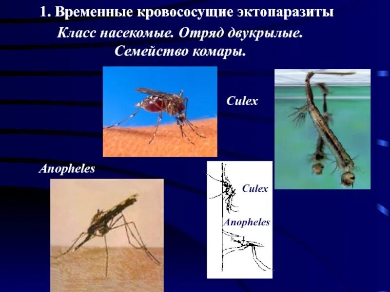Семейство насекомых отряда двукрылых 8 букв. Временные кровососущие эктопаразиты. эктопаразиты представители. семейство комары.