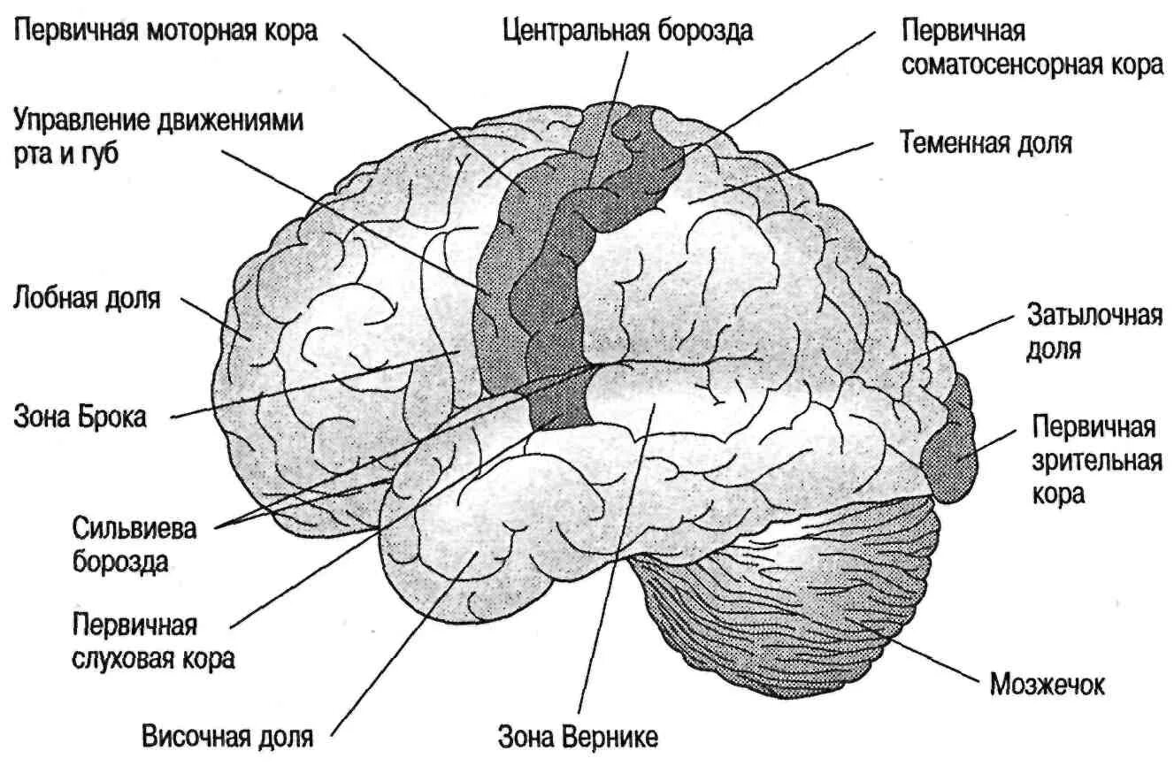 Первичные зоны мозга. Схема коры больших полушарий. Схема коры больших полушарий мозга. Двигательные зоны коры головного мозга. Зоны коры полушарий головного мозга.