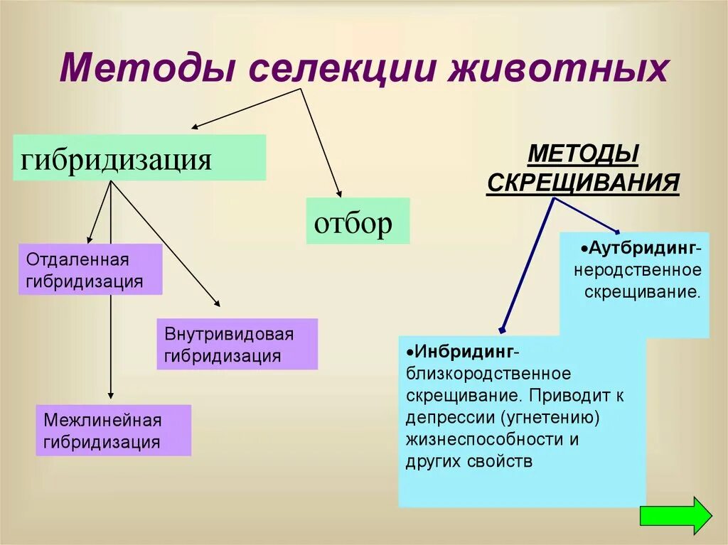 Аутбридинг в селекции животных. Метод гибридизации селекция животных. Метод селекции гибридизация характеристика. Внутрипородный аутбридинг. Применение гибридизации