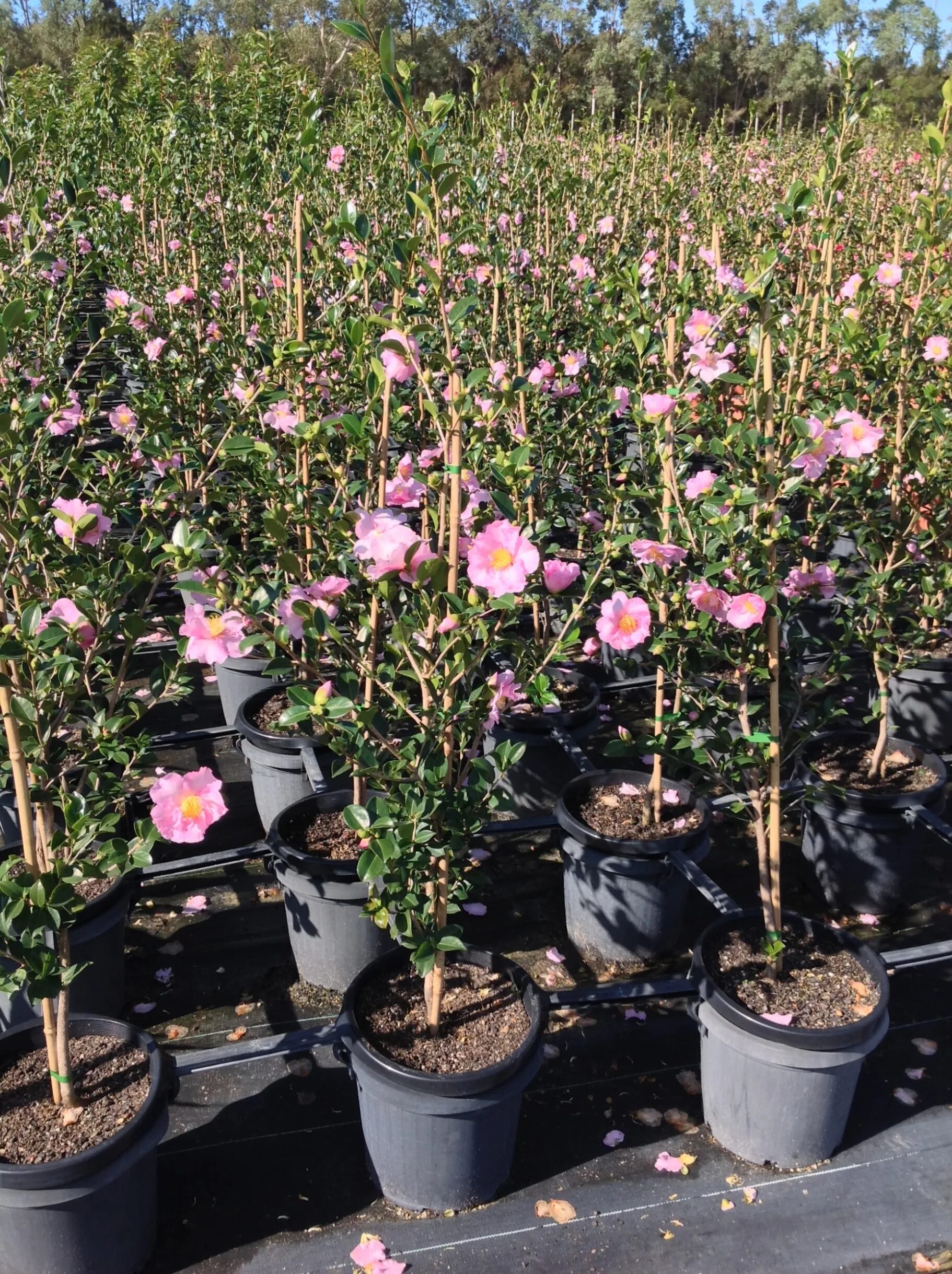 Камелия саженец. Камелия саженцы. Камелия сасанква. Camellia sasanqua Plantation Pink. Камелия сасанква Садовая.