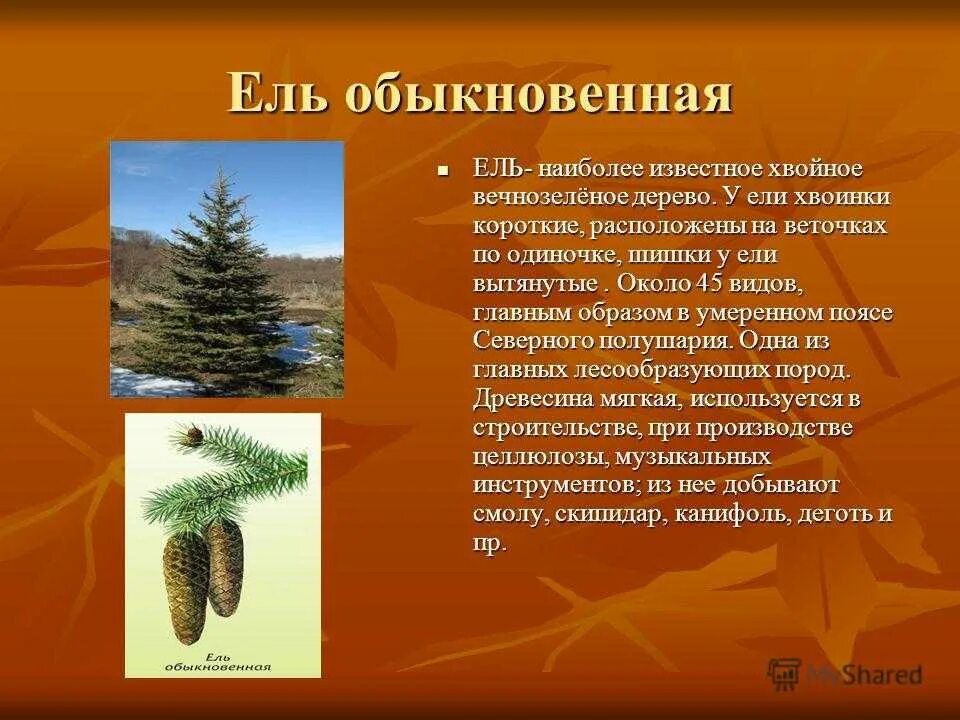 Хвойные 3 класс. Хвоинки дерева ель обыкновенная. Ель европейская голосеменное растение?. Ель обыкновенная описание хвои. Ель обыкновенная ее хвоинки.