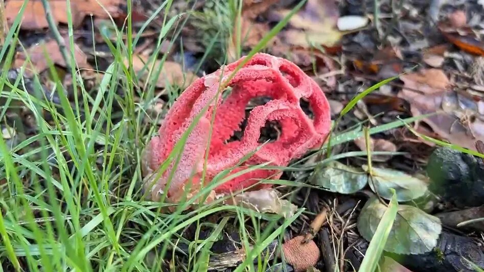 New Wondrous Photos of the World's Beautifully Diverse Fungi Magical mushrooms, 