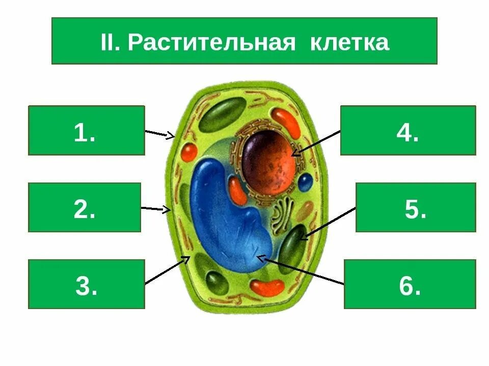 Клетка 5 класс задания