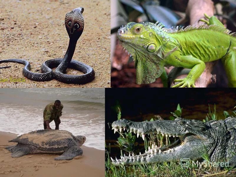 Пресмыкающиеся холоднокровные. Разнообразие рептилий. Рептилии хладнокровные животные. Пресмыкающиеся разнообразие.