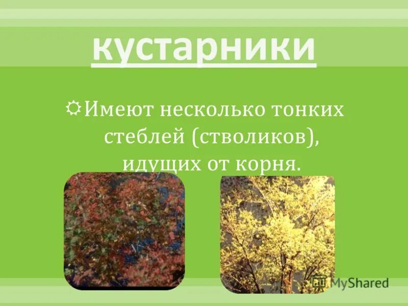 У какого растения несколько стволиков. Растения несколько довольно тонких стеблей-стволиков. Растение у которых несколько довольно тонких стеблей стволиков. Несколько довольно тонких стеблей стволиков.