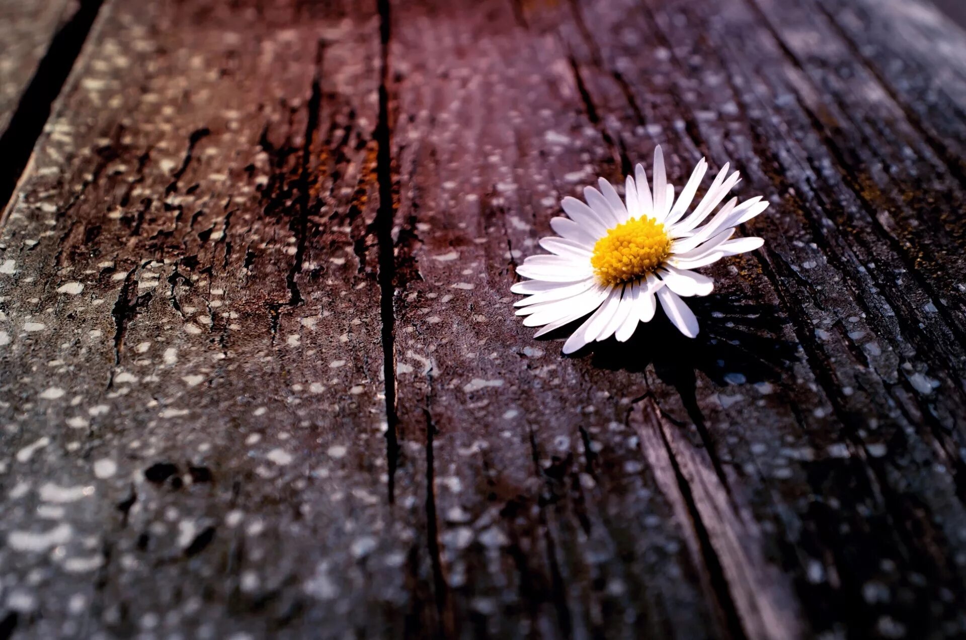 Цветок грустит. Одинокий цветок. Цветок одиночества. Одинокий цветочек. Красивый одинокий цветок.