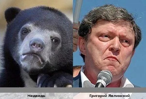 Чичиков портрет. Ноздрёв иллюстрации. Малайский медведь и человек. Кто показался чичикову весьма похожим на медведя. Тибетский мастиф и гималайский медведь.