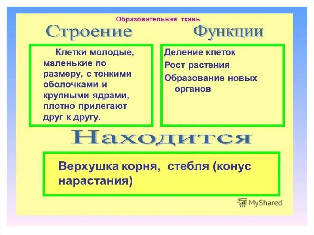 Образовательная ткань выполняет функцию