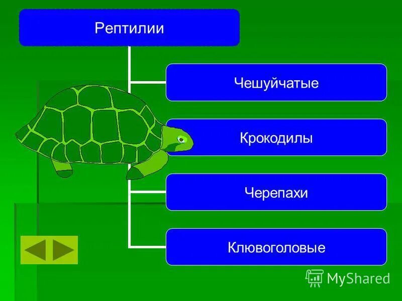 Биология изучает 3 класс. Что изучает биология. Биология 9 класс что изучают. Биология 8 класс что изучают. Что изучают в 6 классе по биологии.