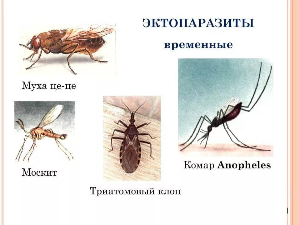 Чем наружные паразиты отличаются от. Временные эктопаразиты. Примеры экзопаразитоа. Временная эктопаразит.